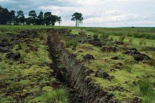 Inovasi Teknologi Optimalkan Produksi Sawit di Lahan Gambut Inovasi Teknologi Optimalkan Produksi Sawit di Lahan Gambut