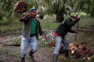 Meski Ekspor Sempat Turun,  Harga CPO Masih Kuat Nanjak