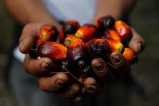 Kemenangan Joe Biden Bikin Harga CPO Tembus Level Tertinggi 2020