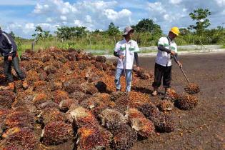 Jepang Siap Tampung Limbah Pabrik Kelapa Sawit Hingga 15 Tahun ke Depan Jepang Siap Tampung Limbah Pabrik Kelapa Sawit Hingga 15 Tahun ke Depan