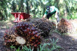 Pengusaha Sawit Targetkan Produksi 49 Juta Ton CPO di 2021