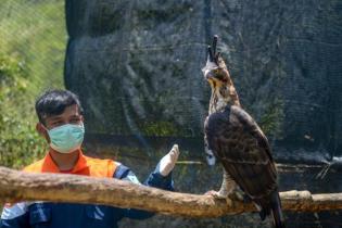 Wilmar Group Lakukan Konservasi Burung Pemangsa di Kalimantan Wilmar Group Lakukan Konservasi Burung Pemangsa di Kalimantan